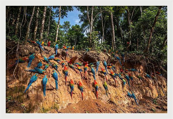 Macaws At The Clay Lick