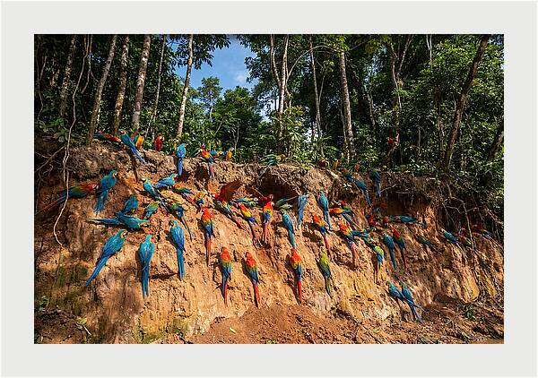 Macaws At The Clay Lick