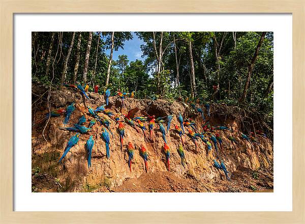 Macaws At The Clay Lick