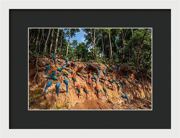 Macaws At The Clay Lick