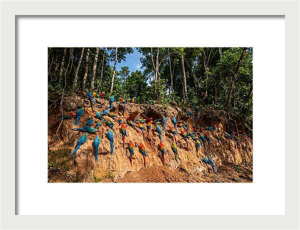 Macaws At The Clay Lick