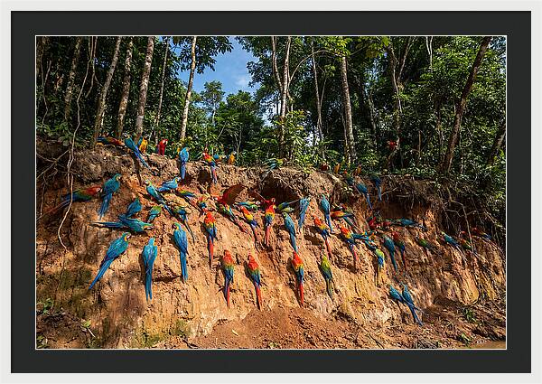 Macaws At The Clay Lick