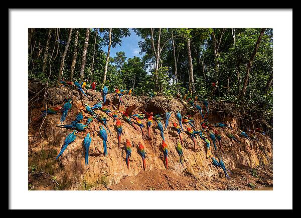 Macaws At The Clay Lick