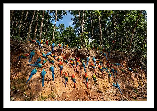 Macaw Art