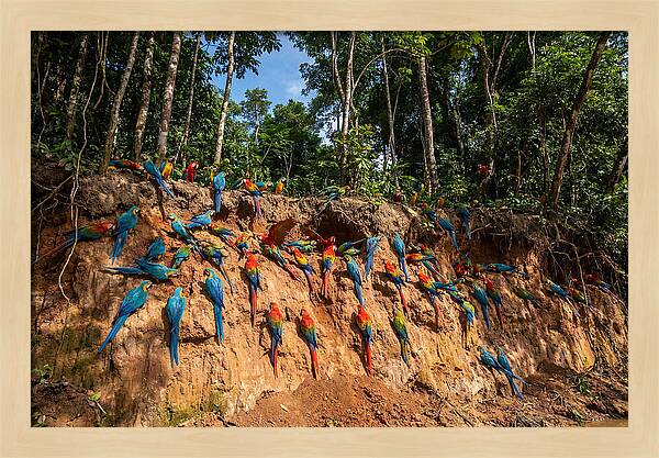 Macaws At The Clay Lick