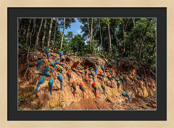 Macaws At The Clay Lick