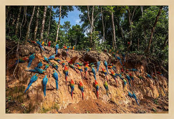 Macaws At The Clay Lick