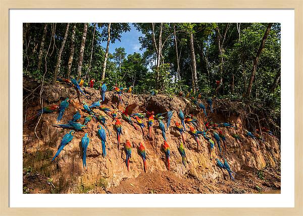 Macaws At The Clay Lick