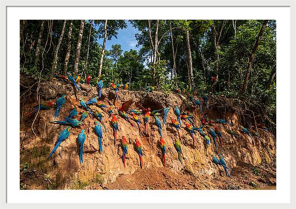 Macaws At The Clay Lick