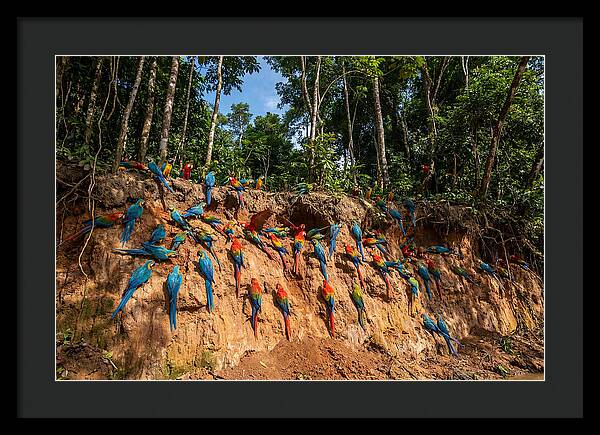 Macaws At The Clay Lick
