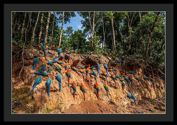 Macaws At The Clay Lick