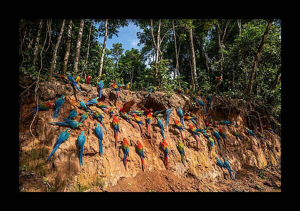Macaws At The Clay Lick