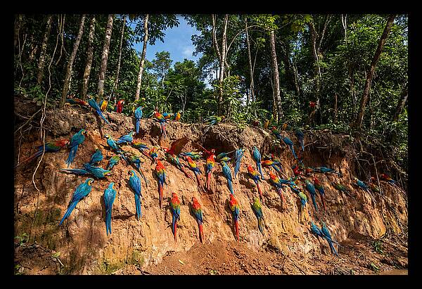 Macaws At The Clay Lick