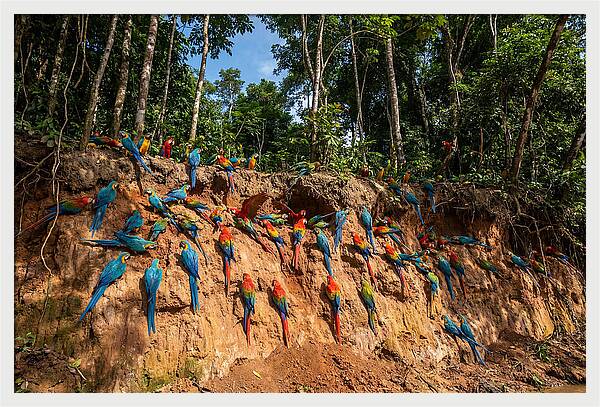 Macaws At The Clay Lick