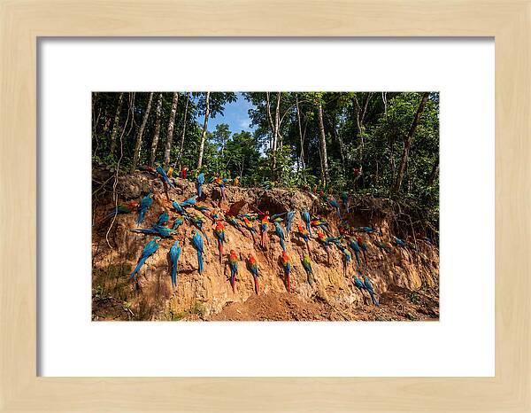 Macaws At The Clay Lick