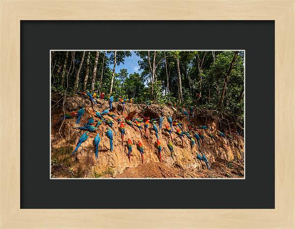 Macaws At The Clay Lick