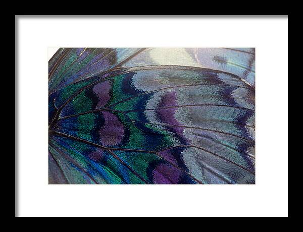 Magnified Butterfly Wing Pattern