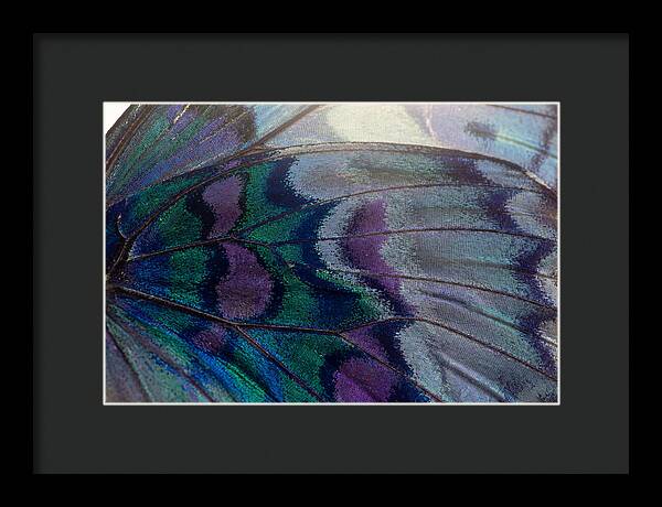 Magnified Butterfly Wing Pattern