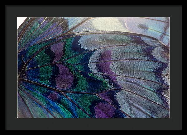 Magnified Butterfly Wing Pattern