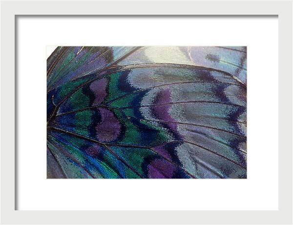 Magnified Butterfly Wing Pattern