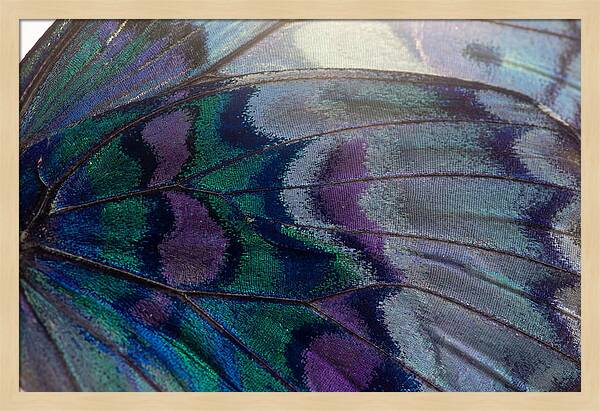 Magnified Butterfly Wing Pattern