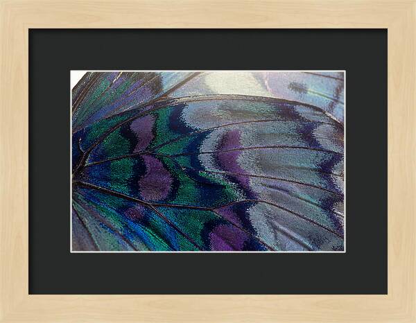 Magnified Butterfly Wing Pattern