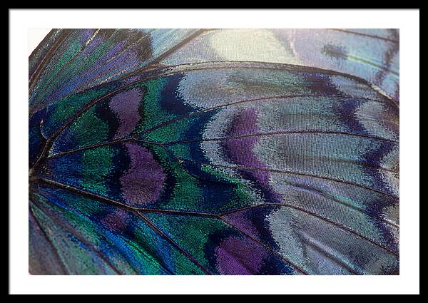 Magnified Butterfly Wing Pattern