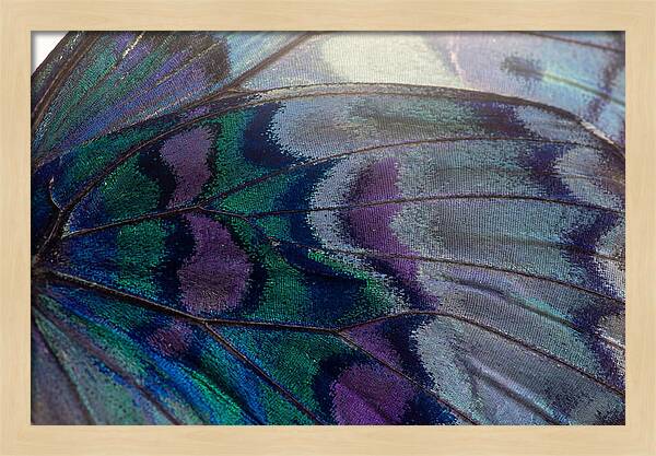 Magnified Butterfly Wing Pattern