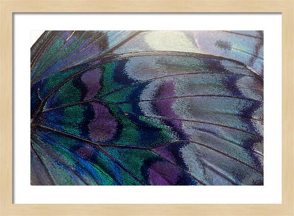 Magnified Butterfly Wing Pattern