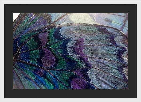 Magnified Butterfly Wing Pattern