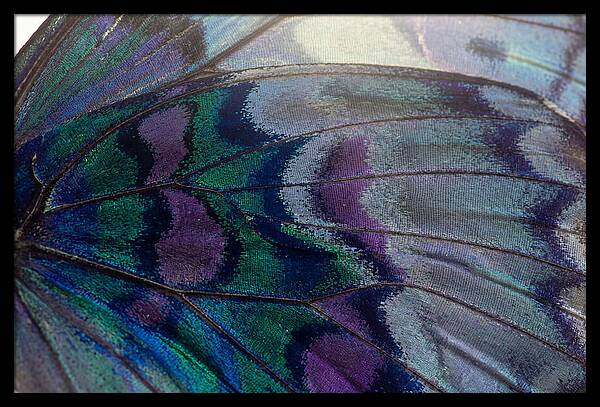 Magnified Butterfly Wing Pattern