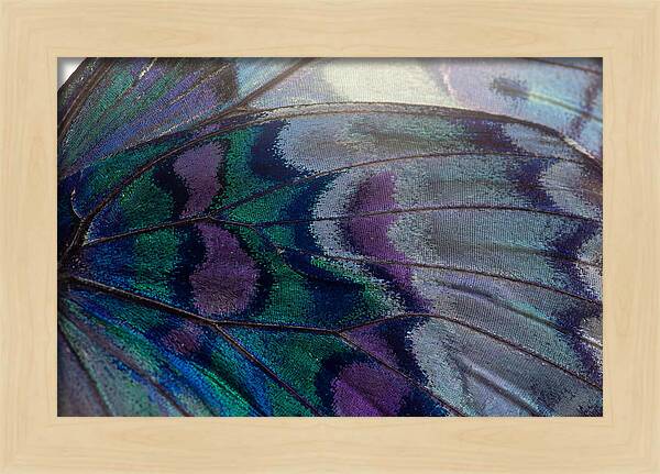 Magnified Butterfly Wing Pattern
