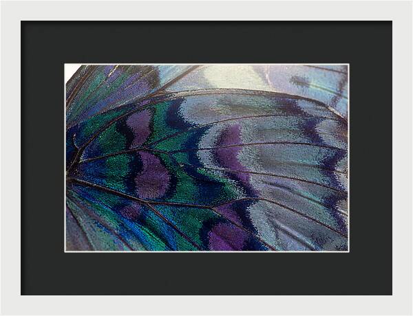 Magnified Butterfly Wing Pattern