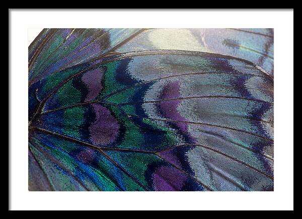 Magnified Butterfly Wing Pattern