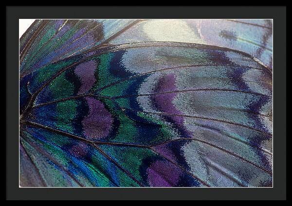 Magnified Butterfly Wing Pattern