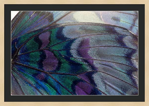 Magnified Butterfly Wing Pattern