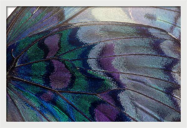Magnified Butterfly Wing Pattern