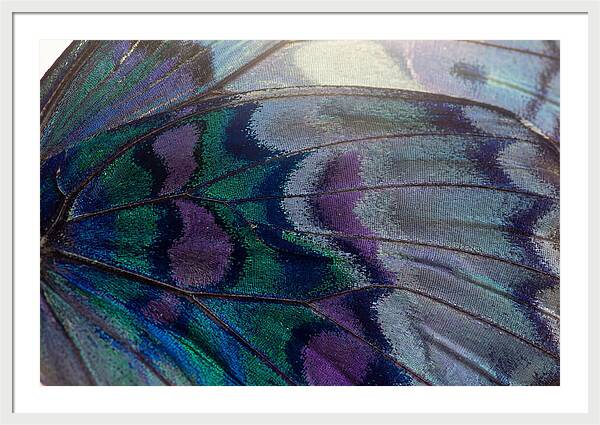 Magnified Butterfly Wing Pattern