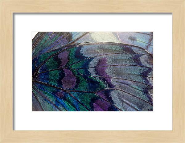 Magnified Butterfly Wing Pattern