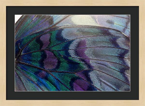 Magnified Butterfly Wing Pattern