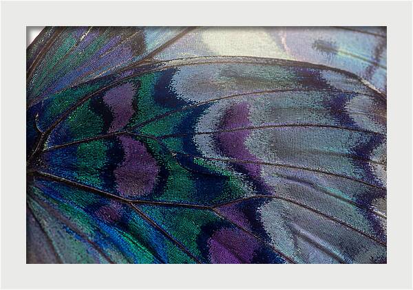 Magnified Butterfly Wing Pattern