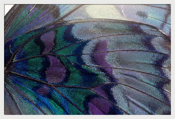 Magnified Butterfly Wing Pattern