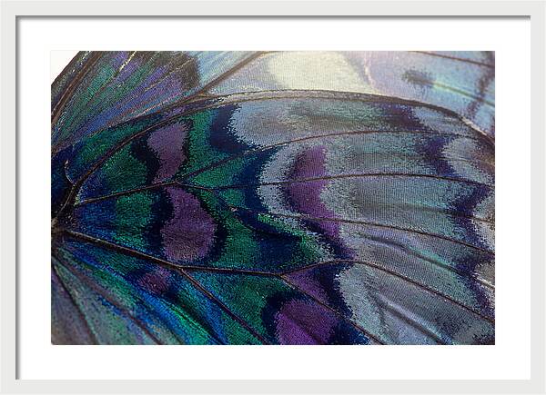 Magnified Butterfly Wing Pattern