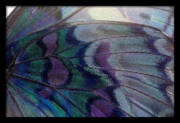 Magnified Butterfly Wing Pattern