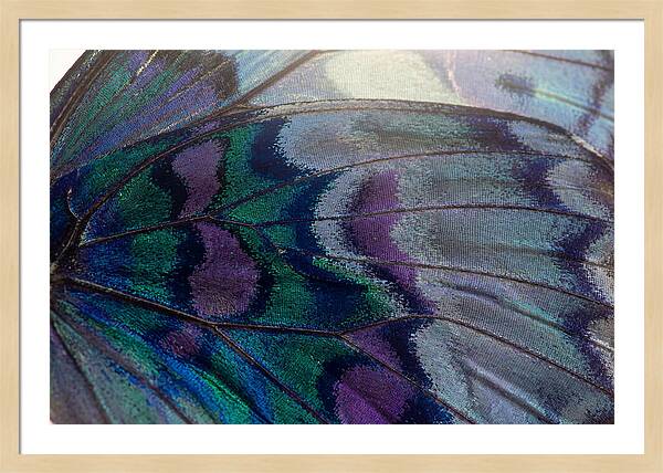 Magnified Butterfly Wing Pattern