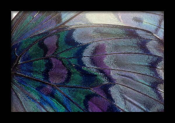 Magnified Butterfly Wing Pattern