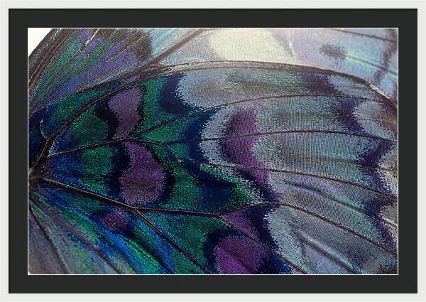 Magnified Butterfly Wing Pattern