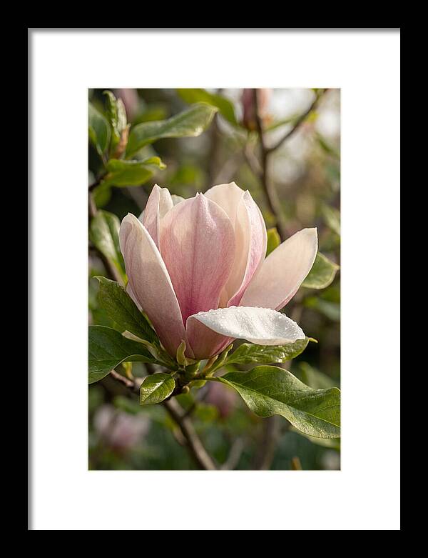 Magnolia Bloom Serenity