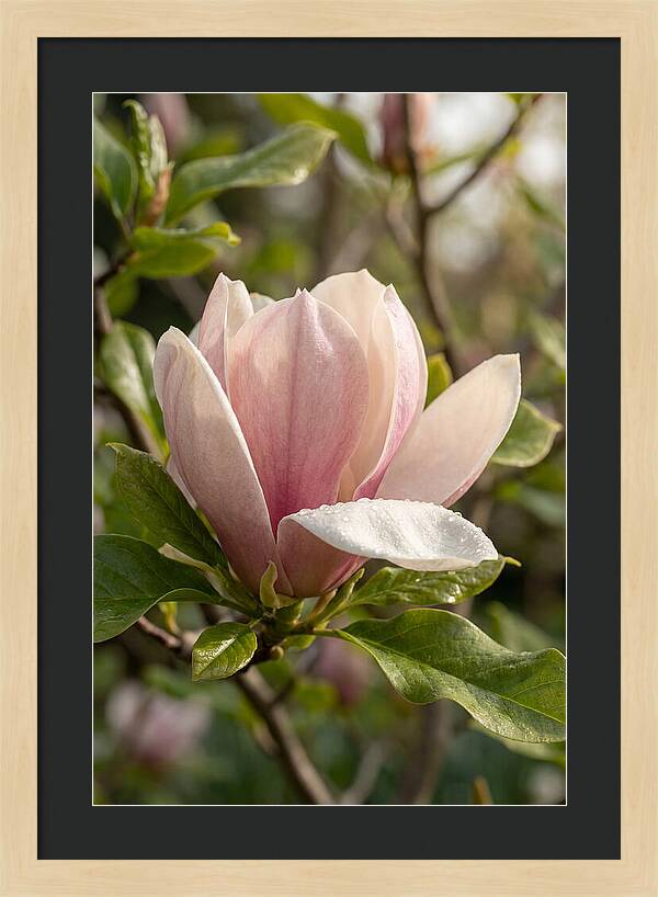 Magnolia Bloom Serenity