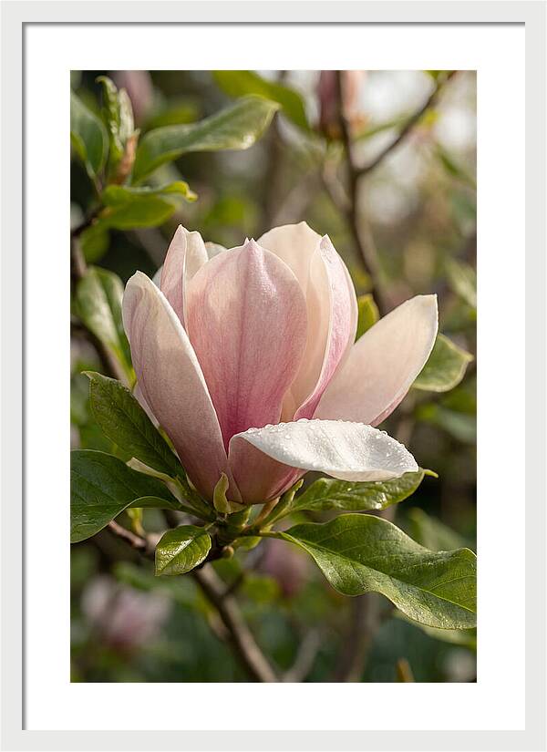 Magnolia Bloom Serenity